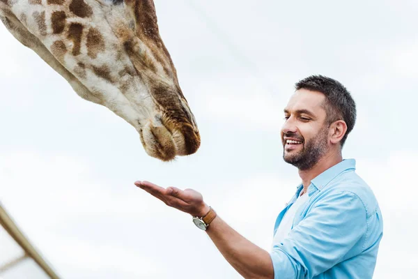 Foco seletivo do homem feliz alimentando girafa contra o céu — Fotografia de Stock