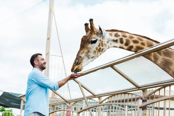 Homme barbu joyeux souriant tout en nourrissant girafe dans le zoo — Photo de stock