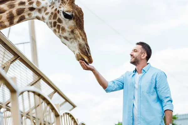 Selective focus of cheerful man feeding giraffe in zoo — Stock Photo