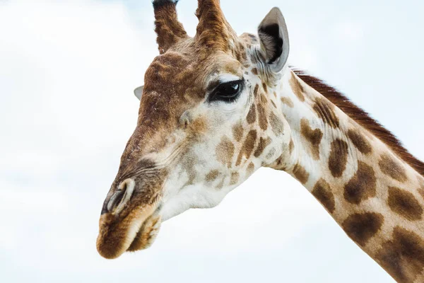 Girafe sauvage avec long cou contre ciel bleu avec nuages — Photo de stock