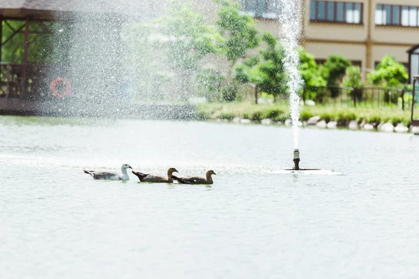 Краплі біля фонтану падають, а чорні лебеді плавають у ставку — стокове фото