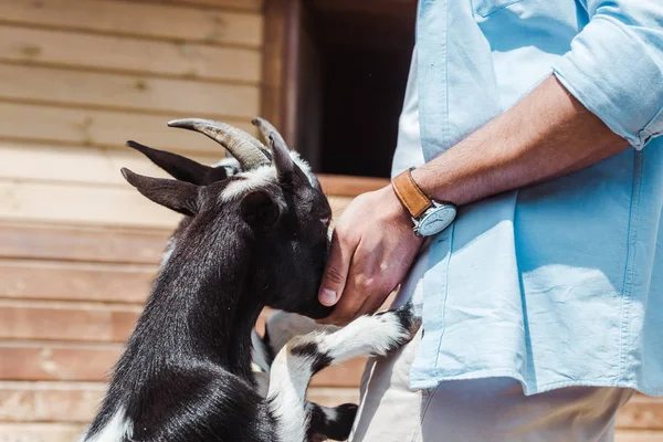 Vista recortada del hombre de pie y tocando cabra en el zoológico - foto de stock