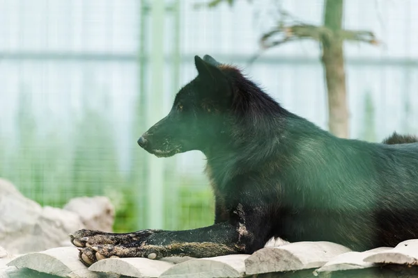Foco seletivo do lobo selvagem negro deitado na gaiola — Fotografia de Stock