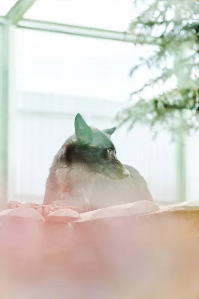Selective focus of black wild wolf lying in zoo — Stock Photo