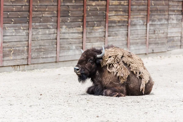 Braunpelziger Wisent mit Hörnern liegt in der Nähe von Holzzaun im Zoo — Stockfoto