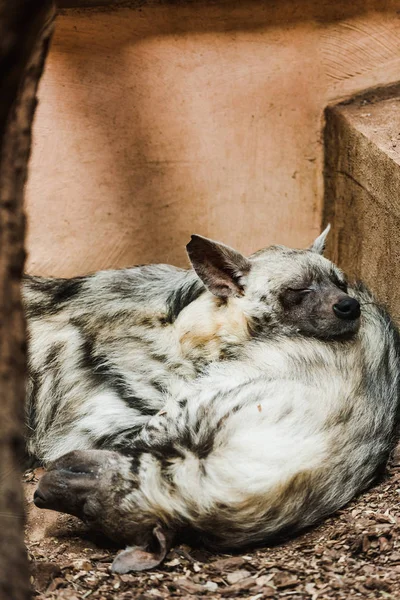 Selective focus of wild hyenas with closed eyes sleeping in zoo — Stock Photo