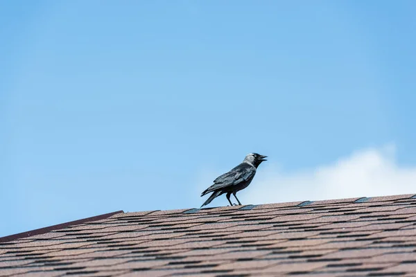 Black raven sitting on roof against blue sly with cloud — Stock Photo