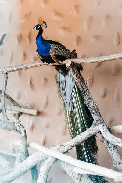 Foco seletivo de pavão colorido sentado no ramo no zoológico — Fotografia de Stock