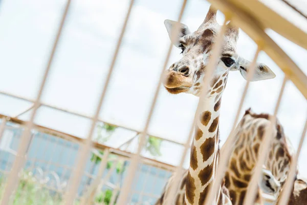 Foco seletivo de girafas em pé na gaiola contra o céu — Fotografia de Stock