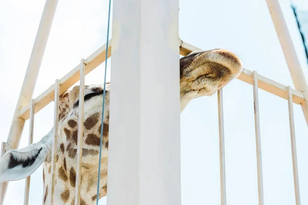 Vue à angle bas de la girafe debout près de la cage dans le zoo — Photo de stock