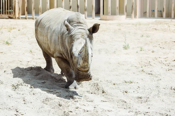 Wilde Nashörner laufen im Sommer im Zoo — Stockfoto