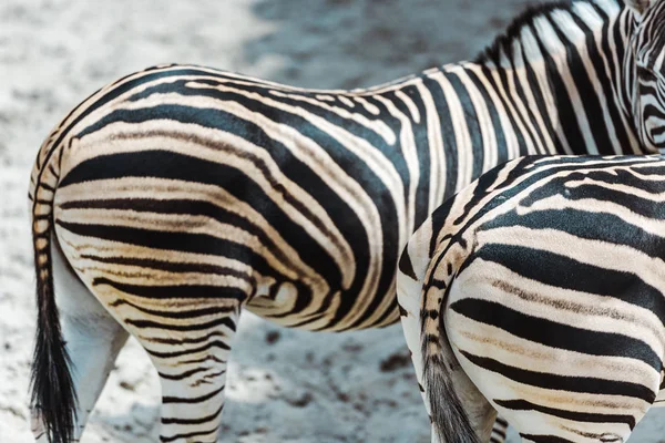 Selective focus of zebras with black and white stripes standing in zoo — Stock Photo