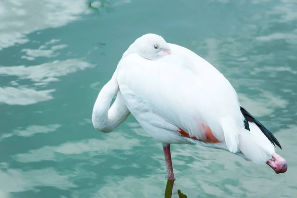Garza con plumas blancas de pie en el agua en el zoológico - foto de stock