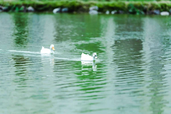 Selective focus of white wild ducks swimming in lake — Stock Photo