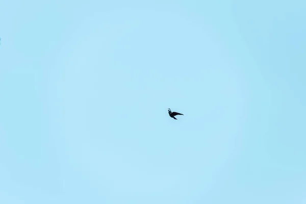 Pequeño pájaro negro volando contra el cielo azul - foto de stock