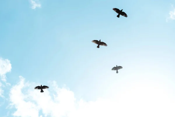 Pájaros negros volando contra el cielo azul con nubes blancas - foto de stock
