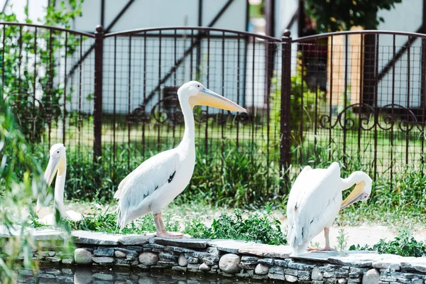 Selective focus of pelicans with white feathers standing in zoo — Stock Photo