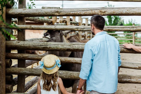 Задний вид отца и ребенка в соломенной шляпе, стоящих рядом с забором с бизоном в зоопарке — стоковое фото