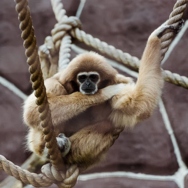 Fuoco selettivo di scimmia in corde con nodi in zoo — Foto stock