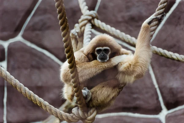 Fuoco selettivo di scimmia seduta in corde con nodi nello zoo — Foto stock