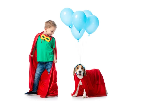 Piena vista lunghezza del bambino in età prescolare e beagle cane in mantelli eroe rosso con palloncini partito blu isolato su bianco — Foto stock