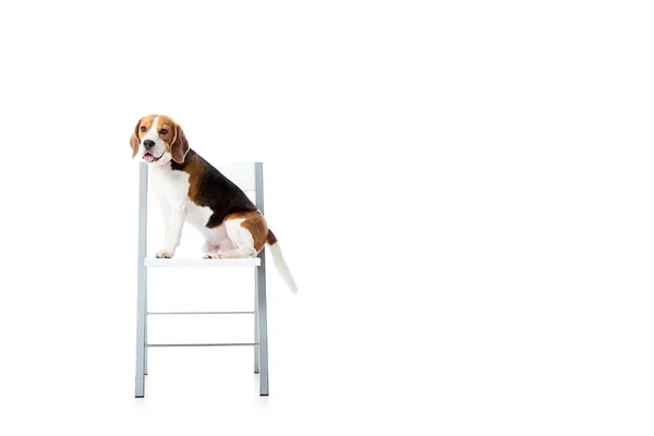 Lindo perro beagle sentado en la silla y mirando a la cámara aislada en blanco - foto de stock