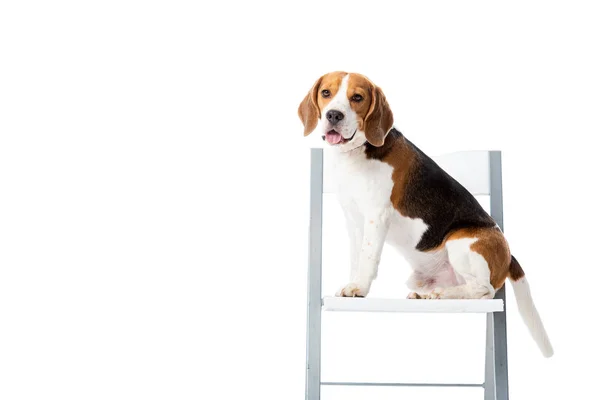 Милый пёс, сидящий на стуле и смотрящий на камеру, изолированную на белом — Stock Photo