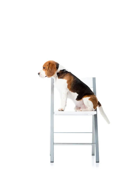 Seitenansicht des niedlichen Beagle-Hundes, der auf einem Stuhl sitzt und isoliert auf weiß in die Kamera schaut — Stockfoto