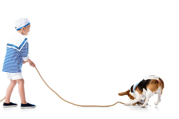 Full length view of preschooler child in sailor costume holding rope and beagle dog on white — Stock Photo