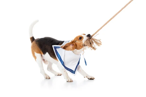 Niedlicher Beagle Hund im Matrosenschal beißt Seil auf weißem — Stockfoto