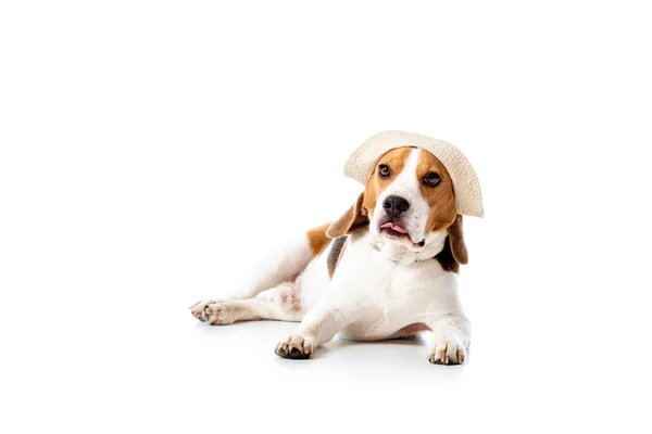 Chien beagle mignon dans le chapeau couché et regardant la caméra sur blanc — Photo de stock