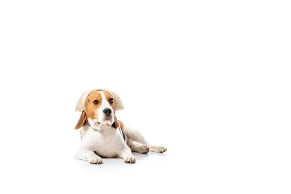 Niedlicher Beagle-Hund mit Hut liegt und schaut in die Kamera auf weiß — Stockfoto