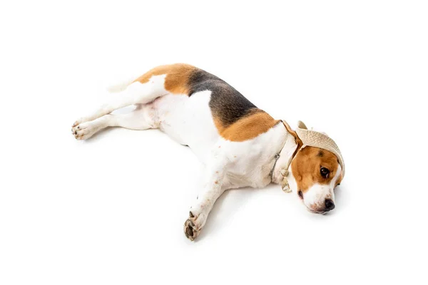 Vista aérea de lindo perro beagle en sombrero acostado en blanco - foto de stock