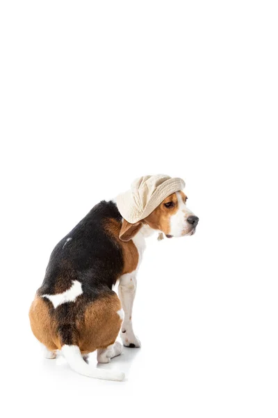 Cute beagle dog in explorer hat sitting on white — Stock Photo