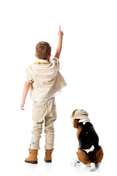 Back view of preschooler explorer boy with beagle dog pointing with finger on white — Stock Photo