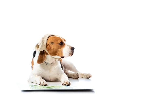 Симпатичная бродячая собака в шляпе, лежащая возле карты и отводящая взгляд в сторону на белом — стоковое фото