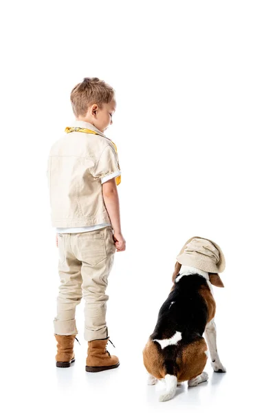 Visão de comprimento total do menino explorador pré-escolar com cão beagle em chapéu no branco — Fotografia de Stock