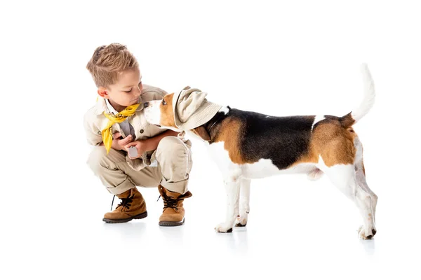 Criança explorador olhando para cão beagle bonito em chapéu no branco — Fotografia de Stock