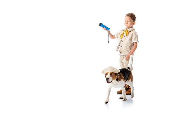 Vista a tutta lunghezza di explorer bambino con torcia elettrica e beagle cane in cappello su bianco — Foto stock
