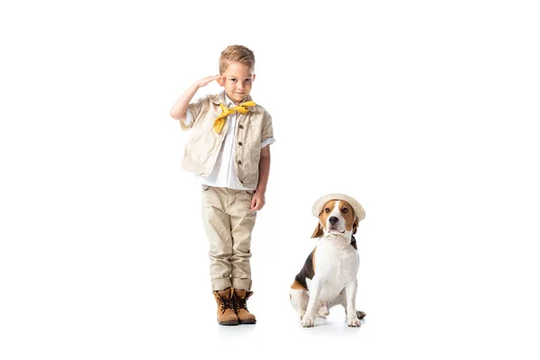 Full length view of smiling explorer child saluting at camera and beagle dog in hat isolated on white — Stock Photo