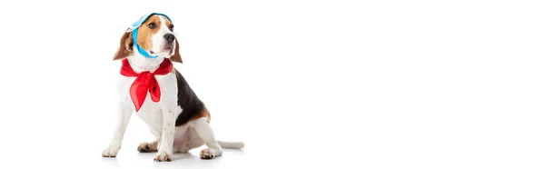 Tiro panorámico de perro beagle en máscara y pañuelo rojo mirando hacia otro lado en blanco - foto de stock