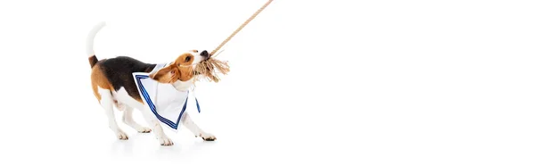 Tiro panorámico de perro beagle mordiendo la cuerda en blanco - foto de stock