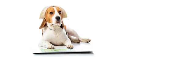 Panoramic shot of beagle dog in hat lying near map on white — Stock Photo