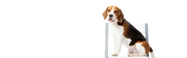 Tiro panorâmico de cão beagle bonito sentado na cadeira e olhando para a câmera isolada no branco — Fotografia de Stock