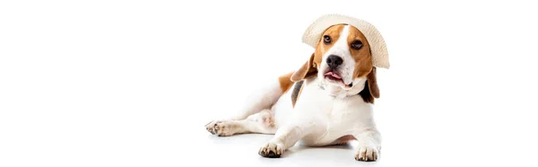 Panoramic shot of beagle dog in hat lying on white — Stock Photo