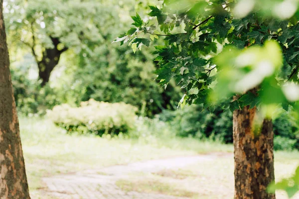 Focus selettivo del prato nel bosco con alberi verdi alla luce del sole — Foto stock