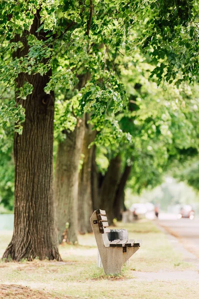 Selective focus of wooden bench in park near many big trees — Stock Photo