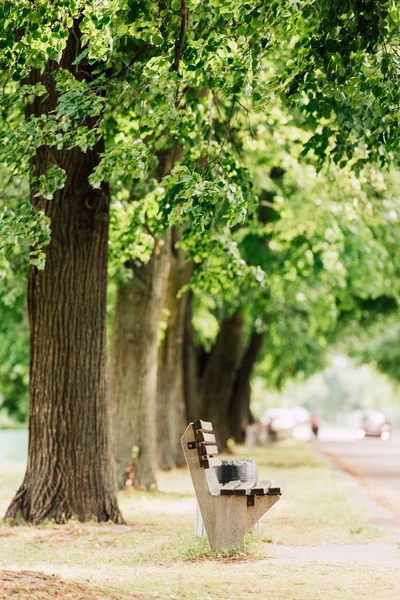 Enfoque selectivo de banco de madera en el parque cerca de muchos árboles grandes - foto de stock