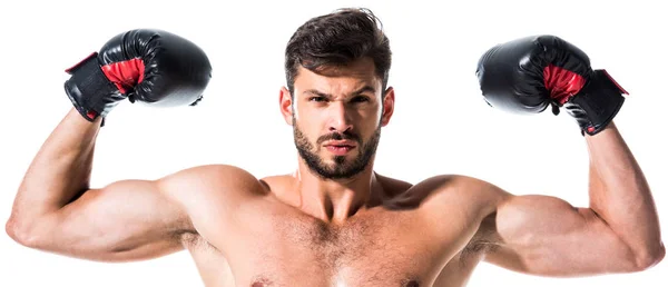 Tiro panorâmico de Boxer sem camisa mostrando músculos isolados em branco — Fotografia de Stock