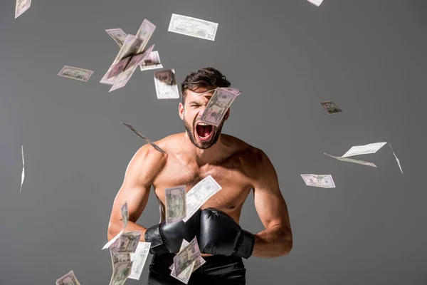 Shirtless Boxer yelling On grey with falling dollar banknotes — Stock Photo